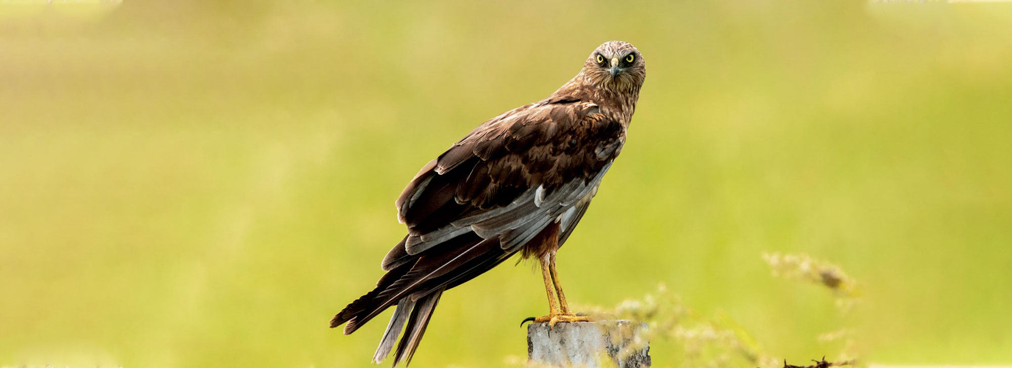 Velavadar Bird Sanctuary